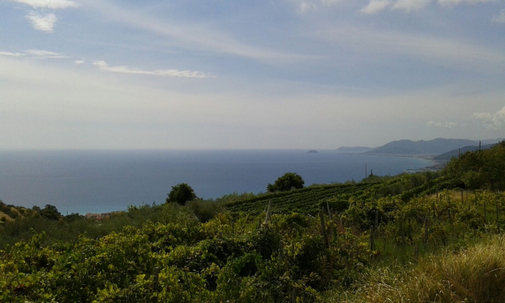 Le colline dell'entroterra finalese con vista sui vigneti
